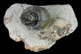 Ordovician Gastropod Fossil - Morocco #164082-1